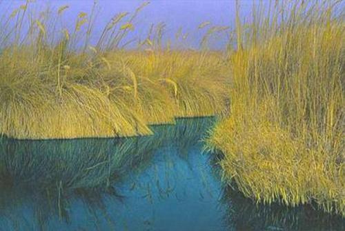 Reeds and Water, Africa