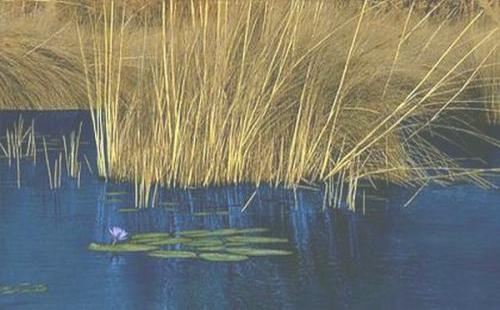 Reeds and Water Lily, Africa