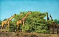 Five Giraffes and Acacia, Africa