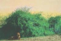 Lion and Wooly-Caper Bushes