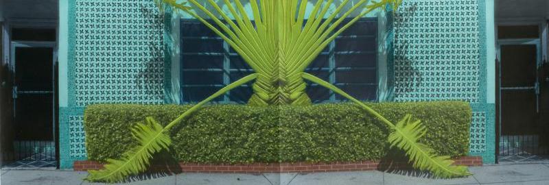 Drooping Palm Fronds, Miami Beach (diptych)