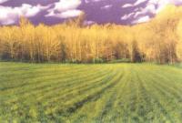Field, Trees and Violet Sky